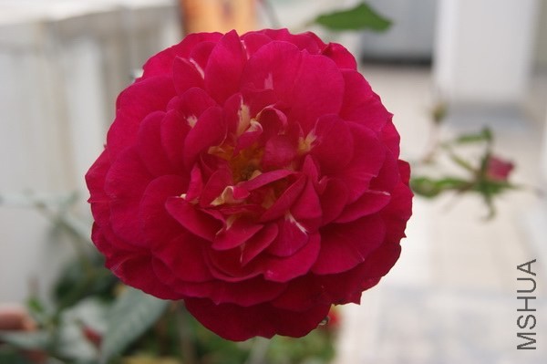 DSC07437xx.jpg