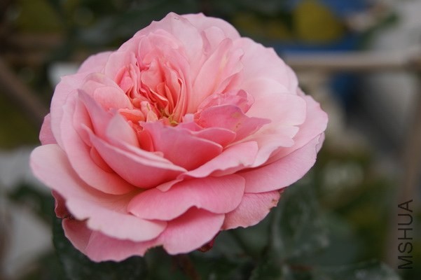 DSC07446xx.jpg