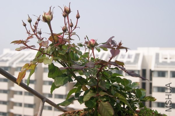 DSC07479xx.jpg