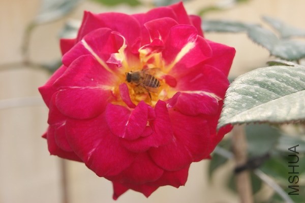 DSC07462xx.jpg