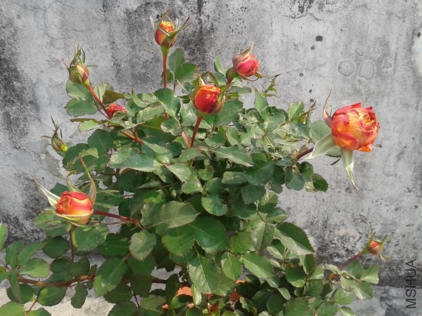20140105_111757.jpg
