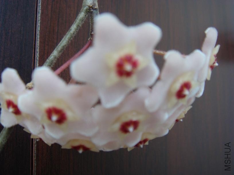 DSC01115.JPG