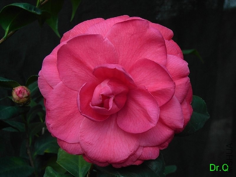 2-��Ѫ����-1.JPG