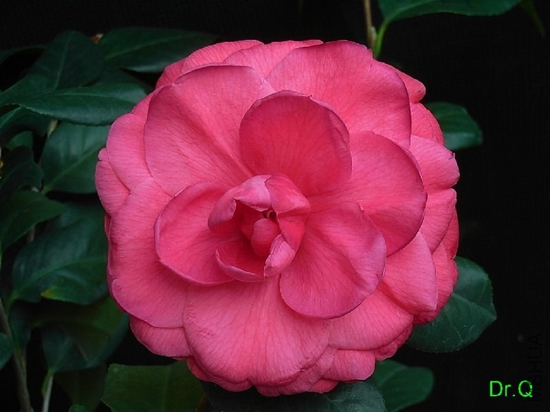 2-��Ѫ����-2.JPG