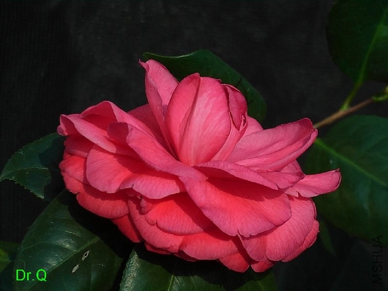 2-��Ѫ����-4.JPG