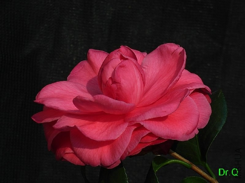 2-��Ѫ����-5.JPG