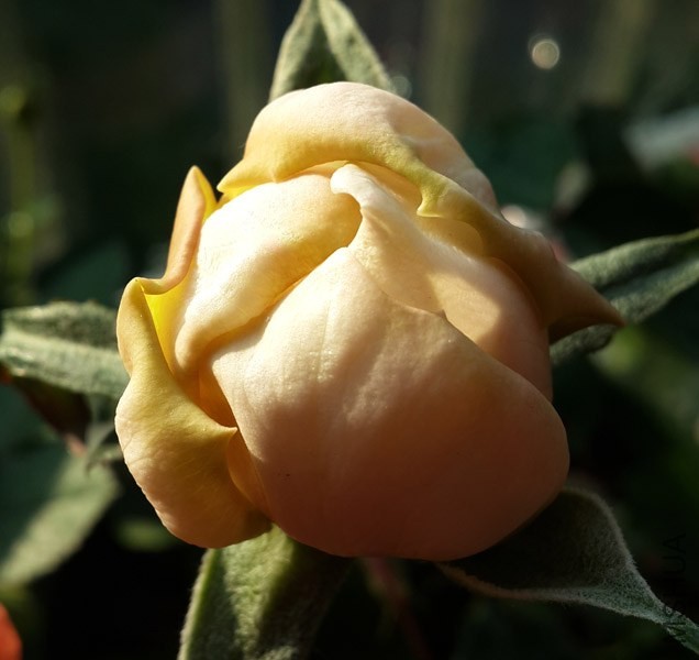 20131221_085554.jpg