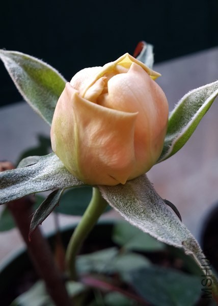 20131218_074912.jpg