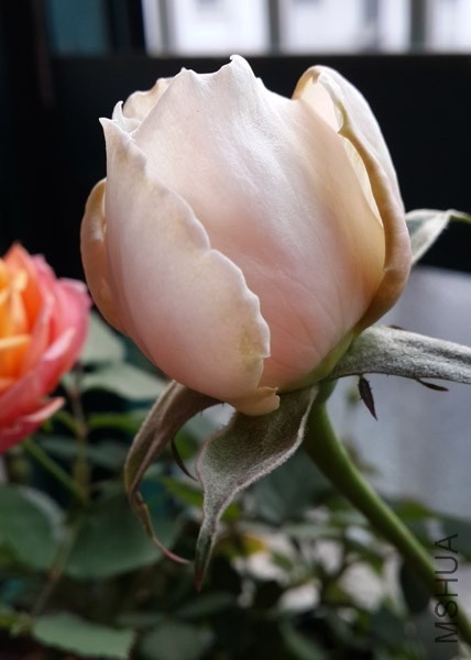 20131225_075101.jpg