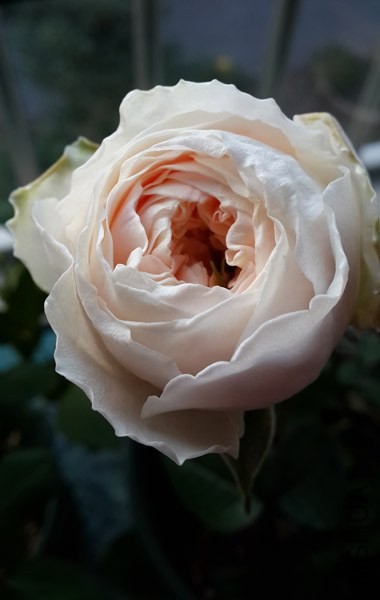 20131231_074447.jpg