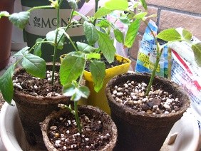 IMG_3890.JPG