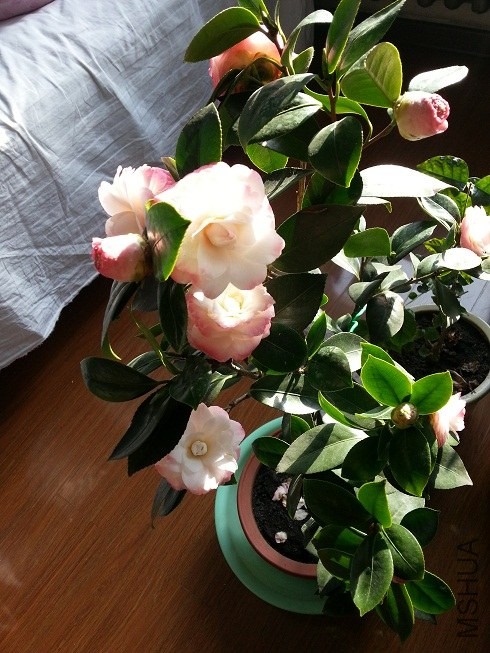 20140104_110128.jpg