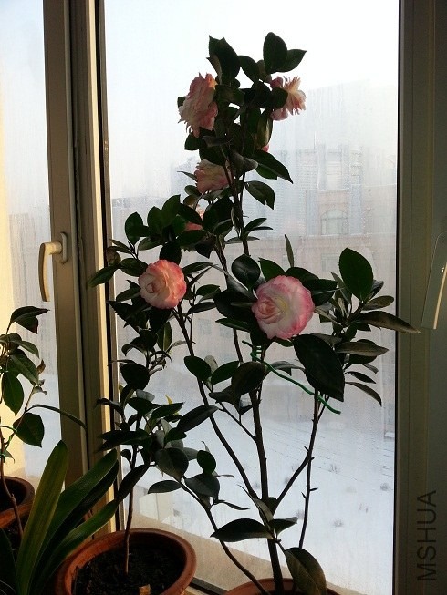 20140105_143311.jpg