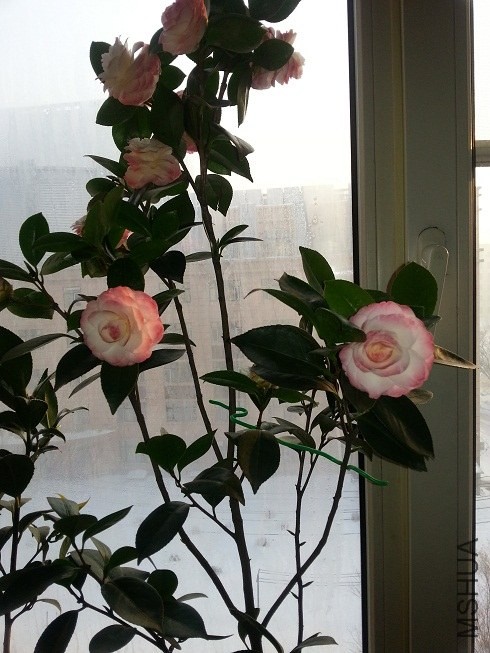 20140105_143330.jpg