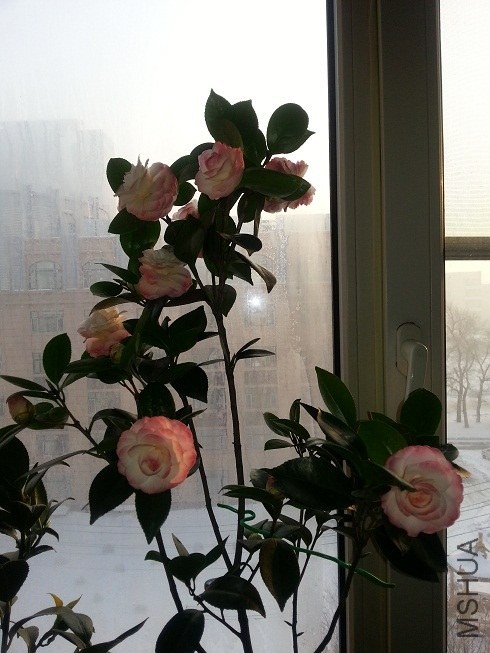 20140105_143354.jpg