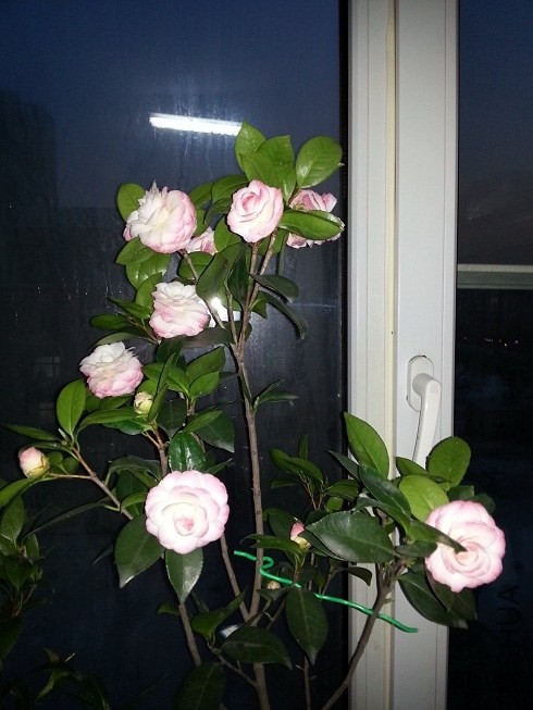 20140105_162648.jpg