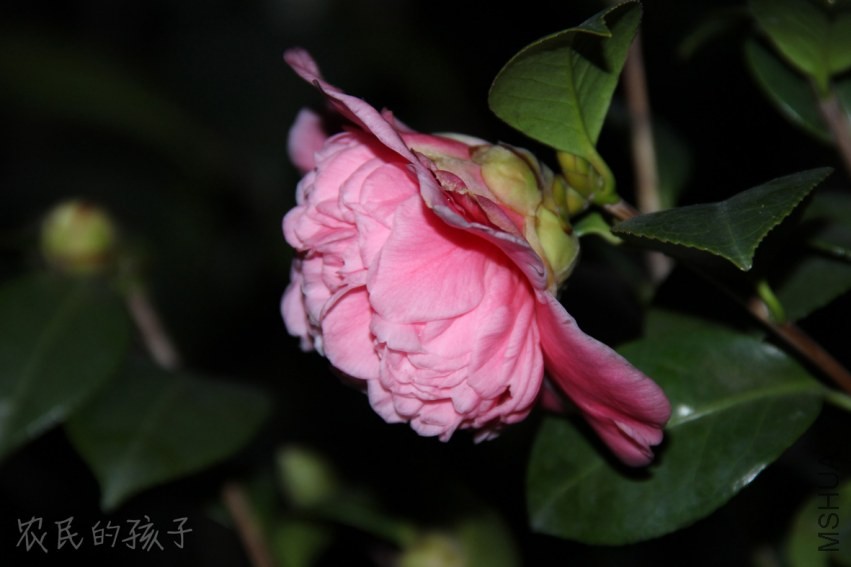 IMG_0232.jpg