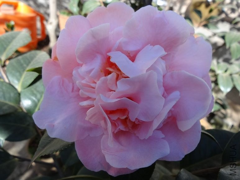 DSC00755.JPG