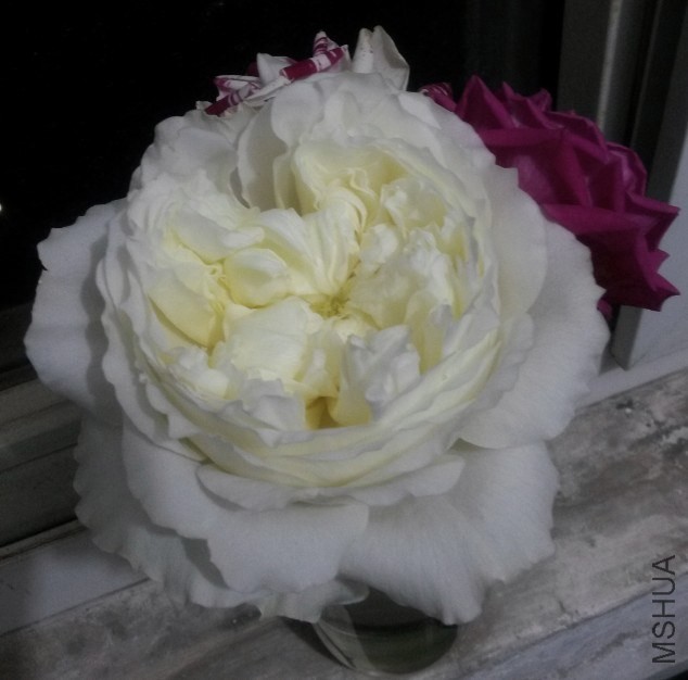 ����(Patience)