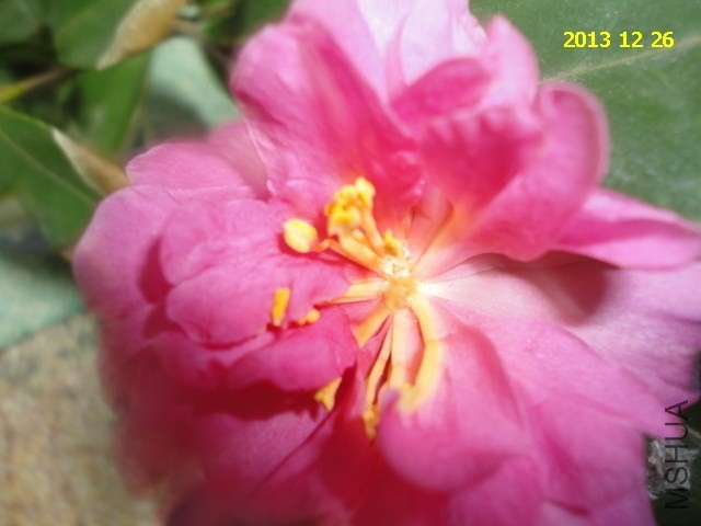 DSC04305.JPG