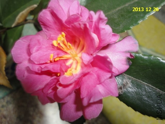DSC04302.JPG