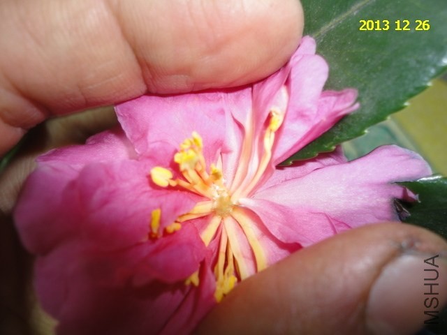DSC04304.JPG