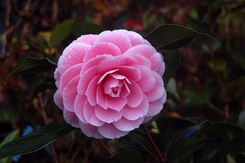 DSC_00260026.JPG