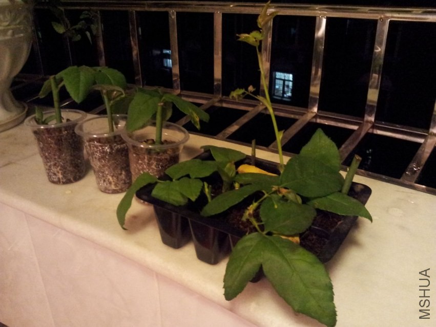 20140107_210959.jpg