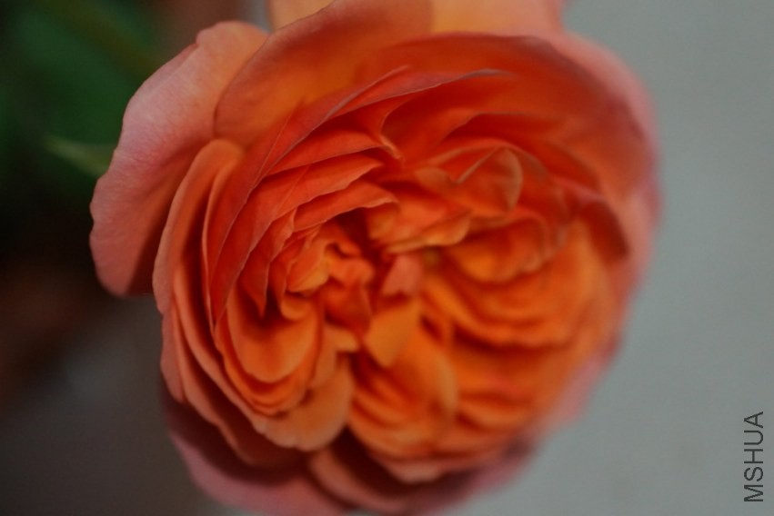psb (1).jpg