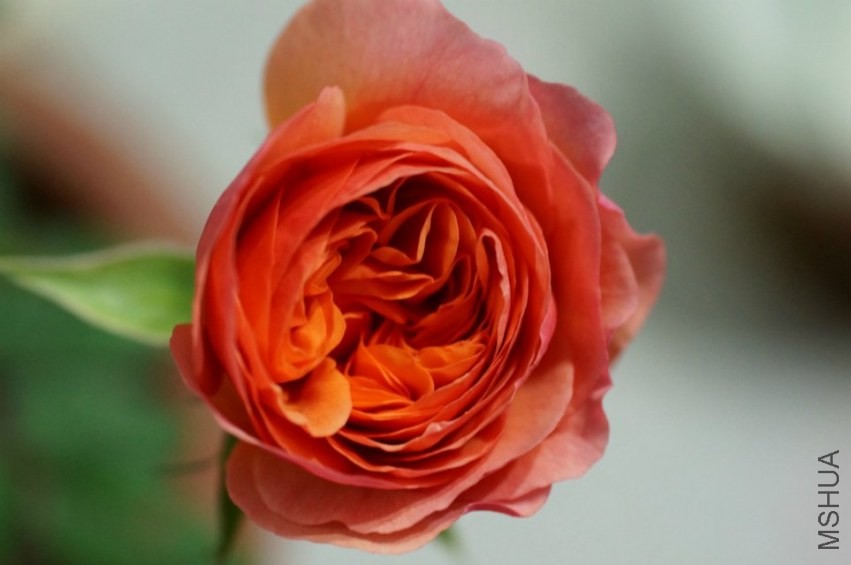 psb (8).jpg