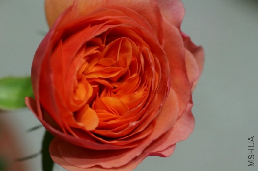 psb (9).jpg