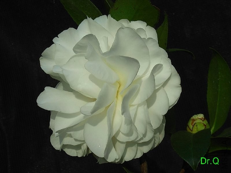 3-���Z��-4.JPG