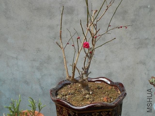 DSCN4437.jpg