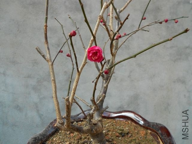 DSCN4438.jpg