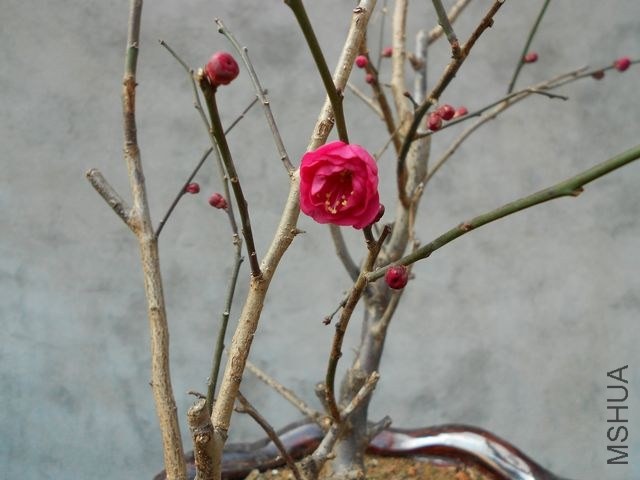 DSCN4436.jpg