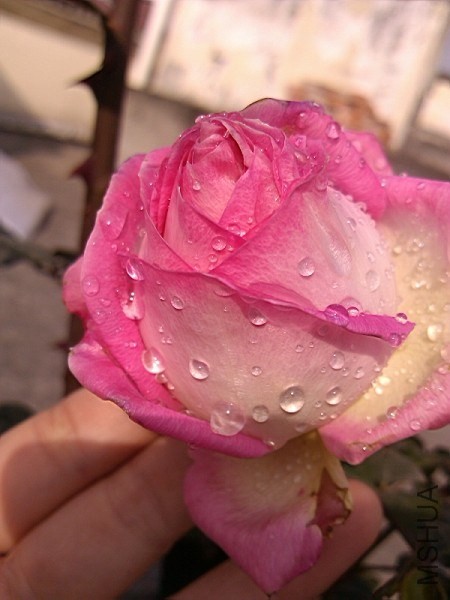 QQͼƬ20140108142748.jpg