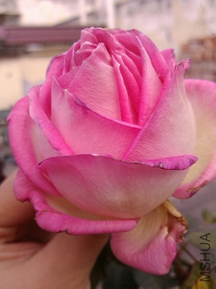 QQͼƬ20140108142715.jpg