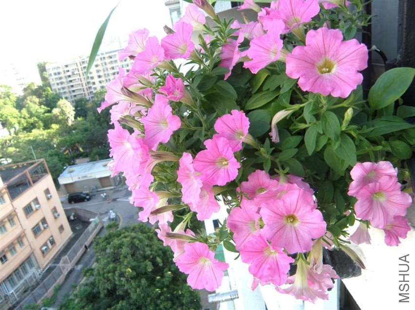 P8082092.JPG