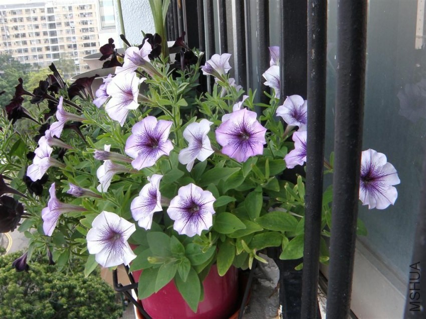 PA092568.JPG