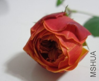 }(V(LLB2052[Y{%P1]%1W.jpg