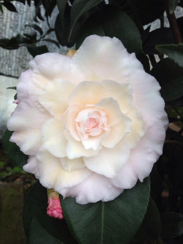 ��������