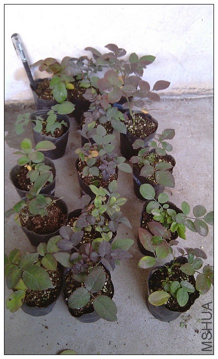 5�ײ����緢�������