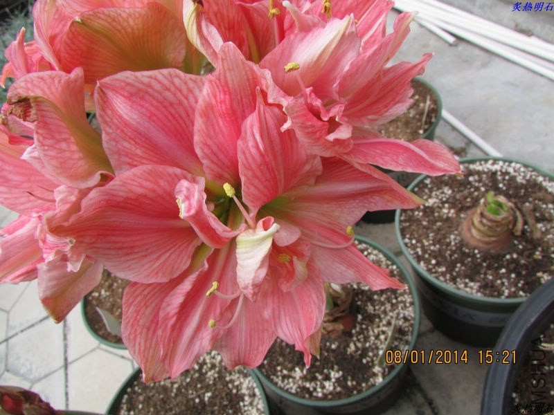 IMG_0855_nEO_IMG.jpg