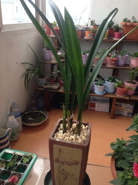 ����������ޥ��