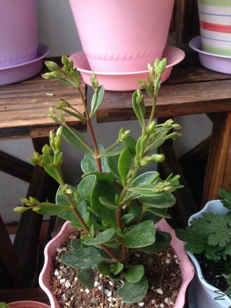 ���л����Ĺ��Ƴ���