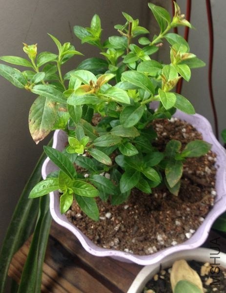 ���ľ���ʱ�����͵���