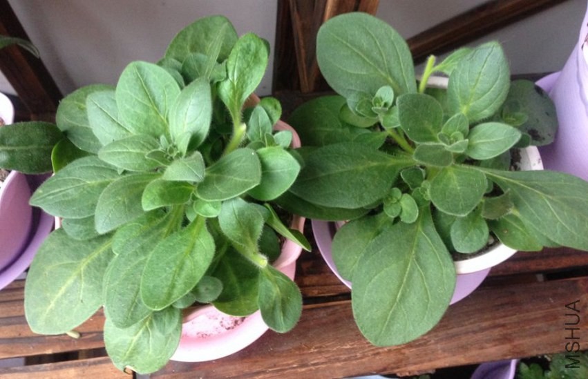 �ﲥ�������ذ갫ţ��