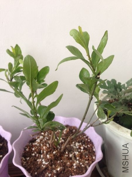 �������ѩ����