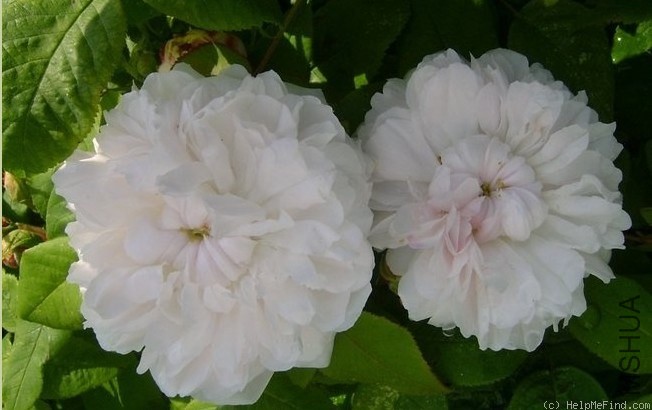 ��ɫ������(White Jacques Cartier).jpg
