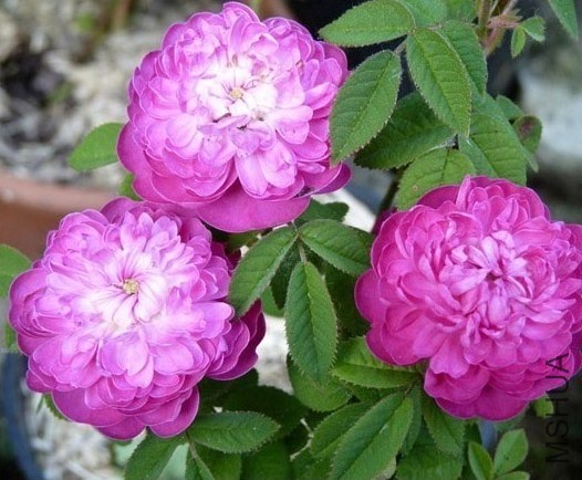 ��Ҷ������Centifolia Parvifolia����������ҶǾޱ��Ũ�㣬��ۣ�1664��67.jpg